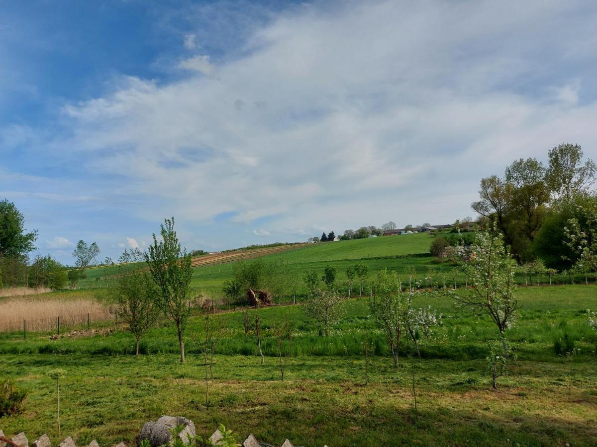 Pod Brzoza Czarnocin (Kazimierza)